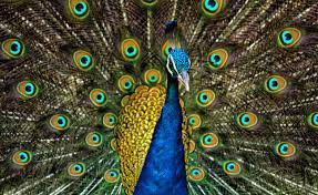 PeaCock
